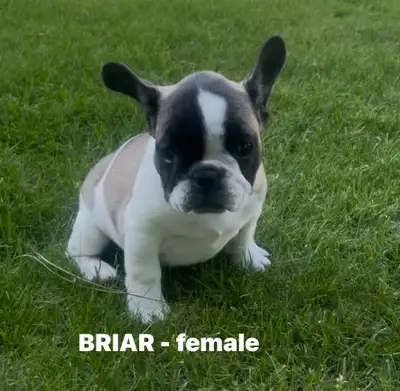 FRENCHIE PUPPIES with blue genetics, View more