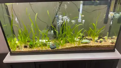 Angel fish for aquarium , View more