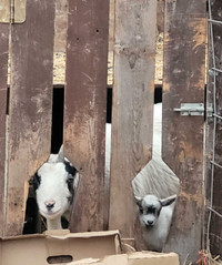 Sweet New baby goats 