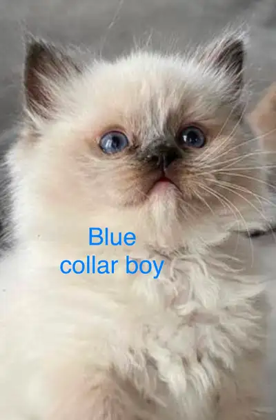 “1 boy left” PUREBRED DOLLFACE HIMALAYAN KITTENS, View more