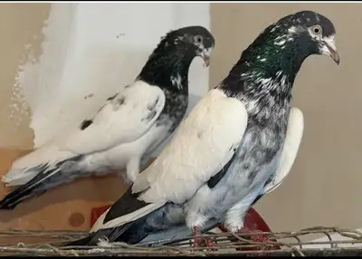 Pure Teddy pigeons , View more