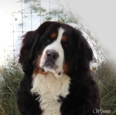 CKC BERNESE MOUNTAIN DOG PUPPIES- BIG EUROPEAN STYLE, View more