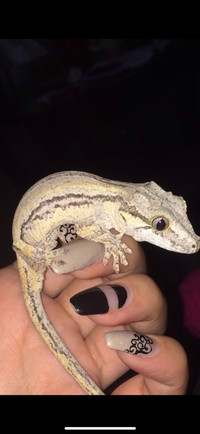 Female gargoyle gecko and new exo tank 