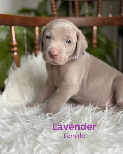 Weimaraner, View more