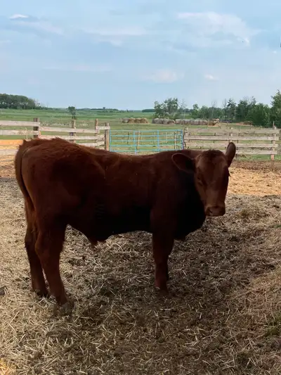 Shorthorn/angus x yearling bull for more information please contact $3000 obo last photo is of him a...