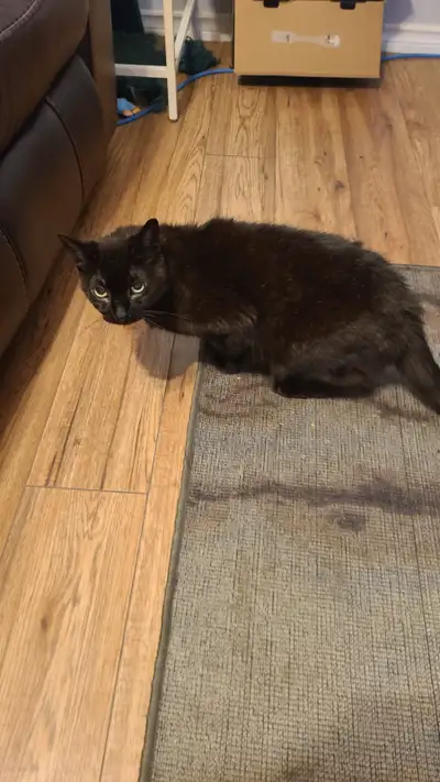 Cat for rehome, View more