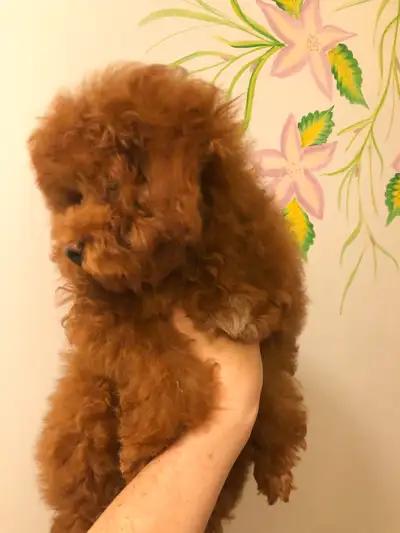 Pure Toy poodle, trained,fully vaccinated,health guarantee., View more
