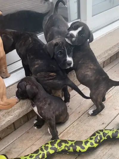 Argentino X Corso Puppies Have Arrived!!!!!, View more