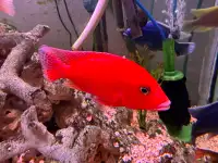   Aulonocara  firefish rouge 