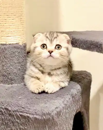 Very adorable, cute and beautiful three months old Scottish Fold boy is ready for new home. Good per...
