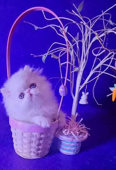 Stunning Registered Persian Kittens, View more