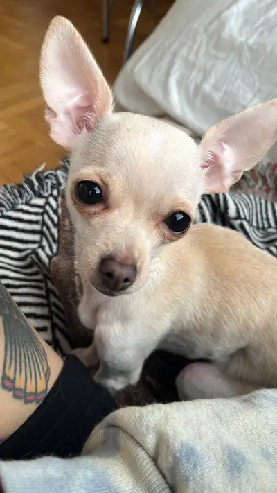 Rehoming one year old chihuahua, View more