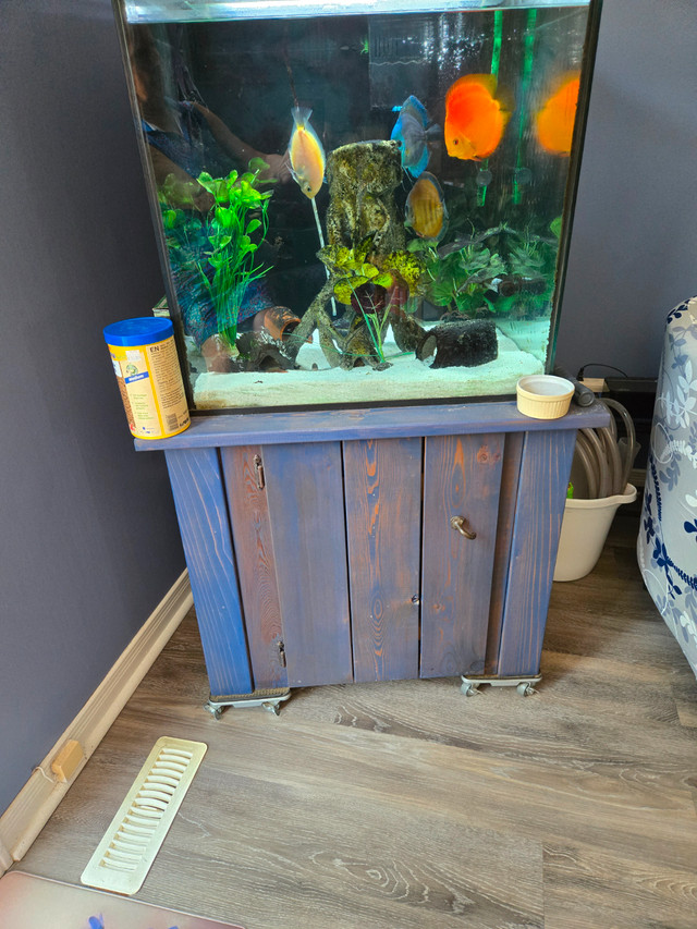 Moving.  Fish tank and all accessories must go. $400 obo in Fish for Rehoming in London - Image 3