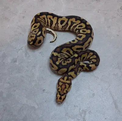 Three males of various ages ready to go. 1.0 spotnose clown - eating live rats. Was $100 and NOW $75...