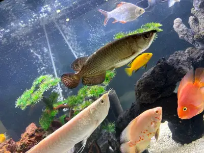 Jardini Arowana, View more