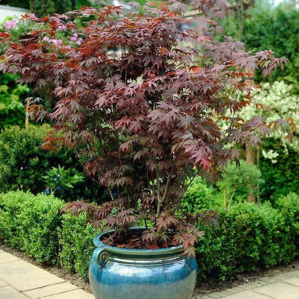 JAPANESE Maple in Plants, Fertilizer & Soil in City of Toronto