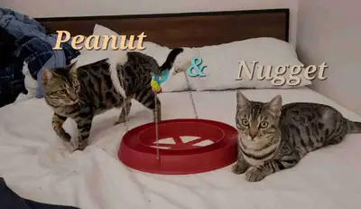 ✨Sweet Bengal Kitties✨, View more
