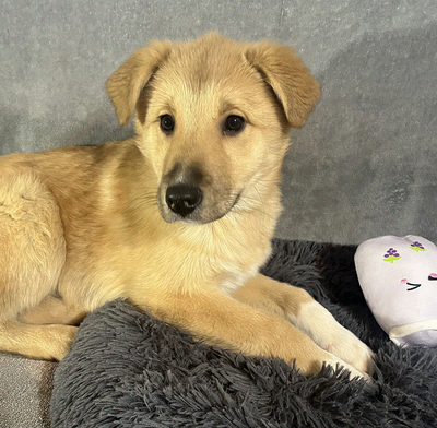 Cutie Fluffs, View more