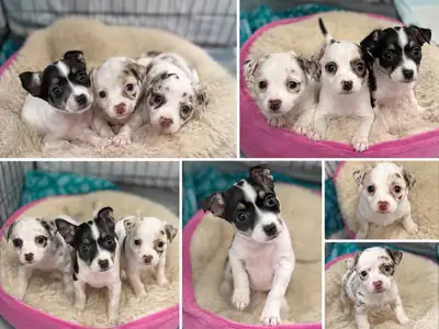Merle Chihuahua/chewinnie Puppies, View more