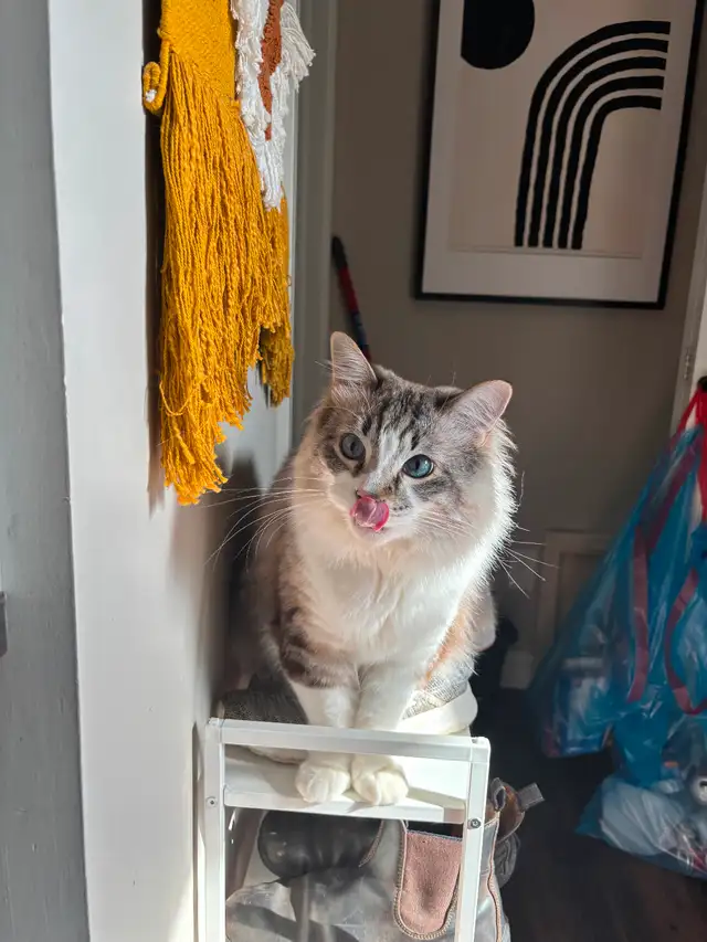 Cat for rehoming