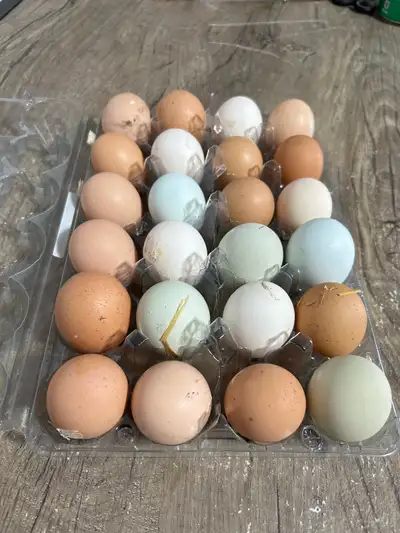 BYM Hatching Eggs, View more