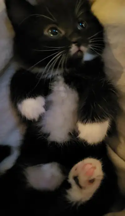 Two Adorable 8-Week-Old Kittens Looking for Loving Homes!, View more