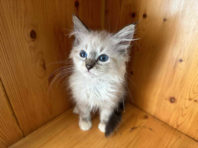*Urgent* Neva Masquerade Siberians in Cats & Kittens for Rehoming in Abbotsford - Image 2