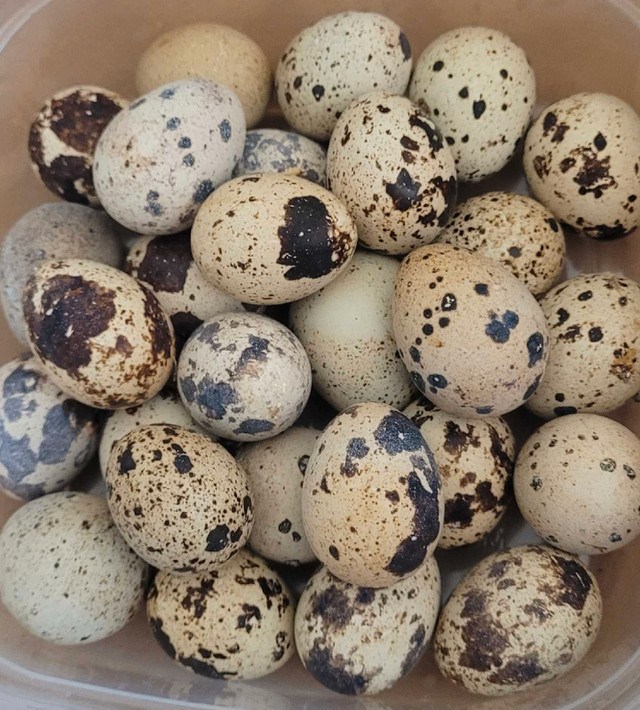 Hatching quail eggs in Birds for Rehoming in Moose Jaw