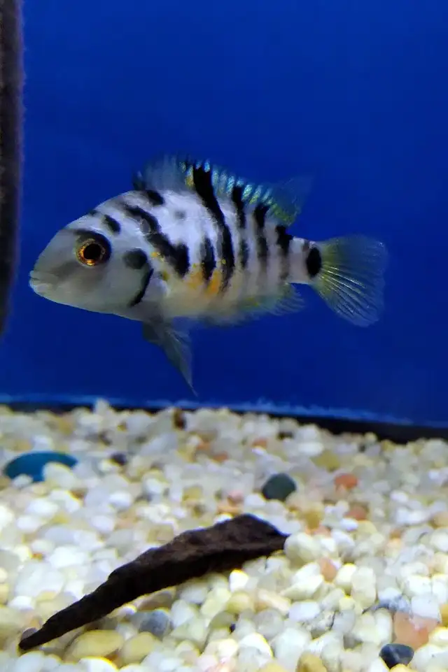 Healthy Female Convict Cichlids for Sale -Hamilton Stoney Creek in Fish for Rehoming in Hamilton - Image 3