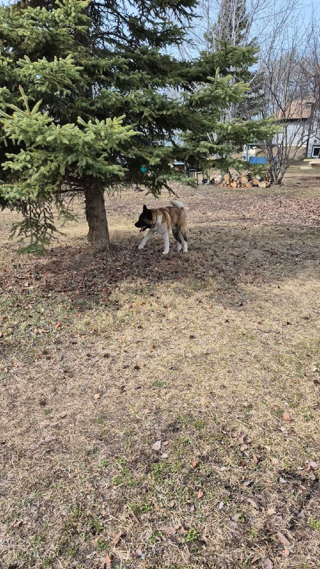 American Akita in Other in Fort St. John - Image 4