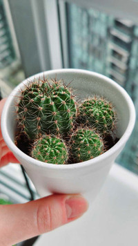 4 Small Barrel Cacti 