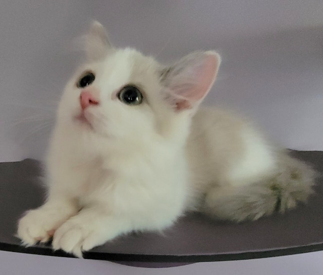 Adorable Loving..Female BiColour Ragdoll Kitten Cats & Kittens for