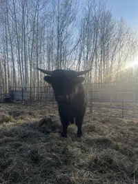 Highland Longhorn cross bull