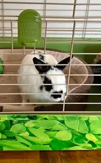 Black and white bunny for rehoming