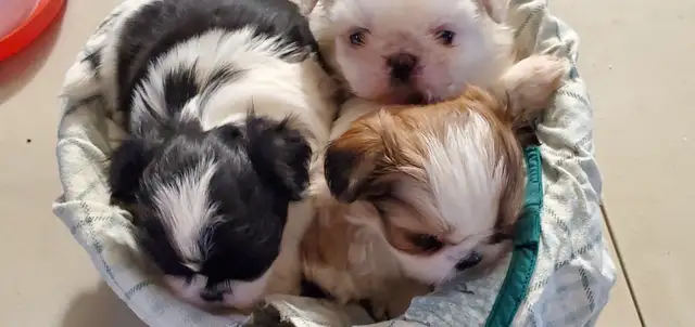 Shih tzu  ckc registered pups 3 boys 1 girl in Dogs & Puppies for Rehoming in Winnipeg - Image 2