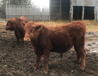 Reg. Red Angus Breeding Bulls (May delivery)