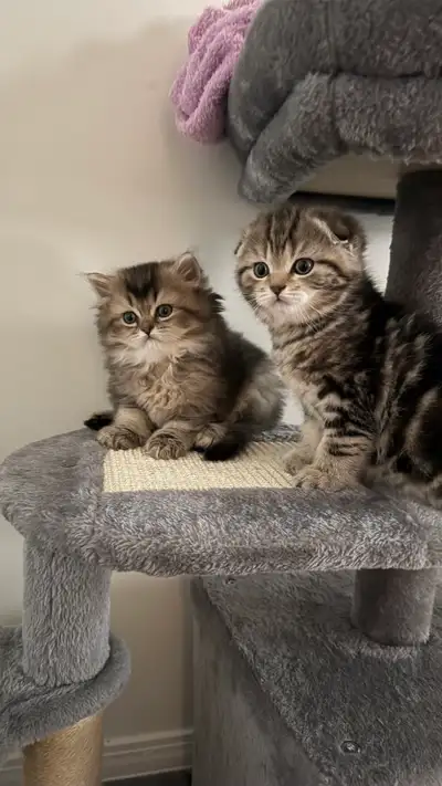 SCOTISH FOLD KITTENS, View more