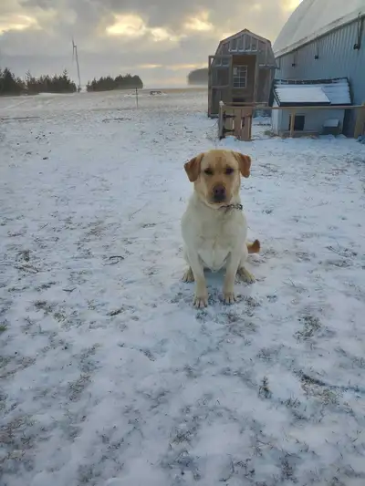 Yellow Labrador , View more