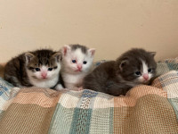 Free kittens, 2 boys, 1 girl, born on 27 Feb 2024