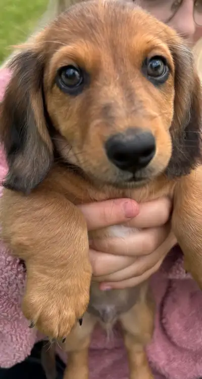 Two left! Cream Dapple  and  Red Long Haired  Dachshund Puppies, View more