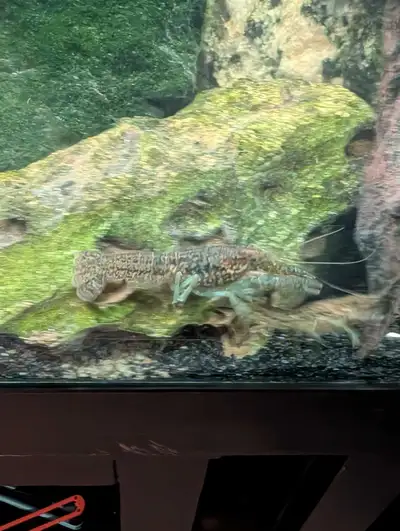 Écrevisses d aquarium, View more