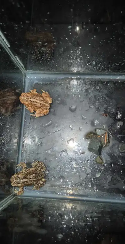 American Toads, View more
