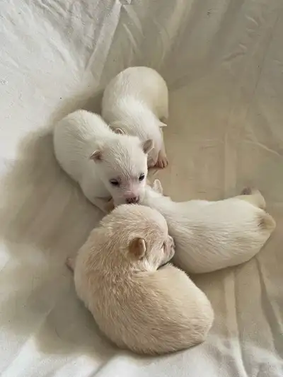 Pomeranian - Chihuahua puppies, View more