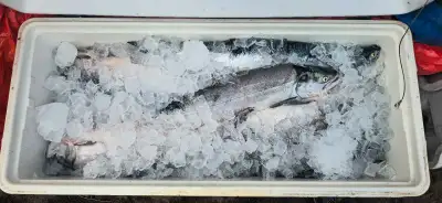 FRESH FRASER RIVER SOCKEYE, View more