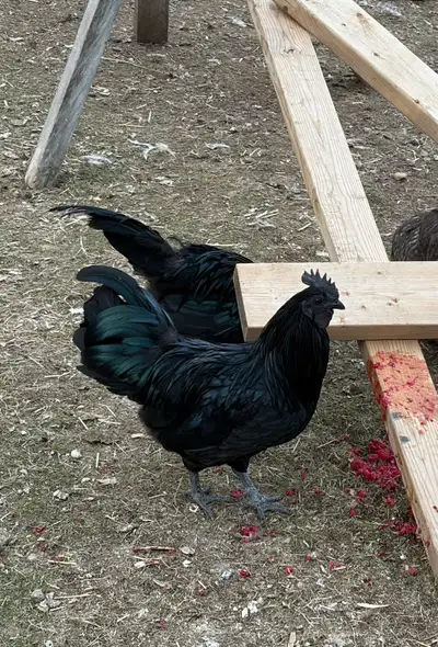 We have two Ayam Cemani birds available $150 for the rooster $250 for the hen Both birds are approx...