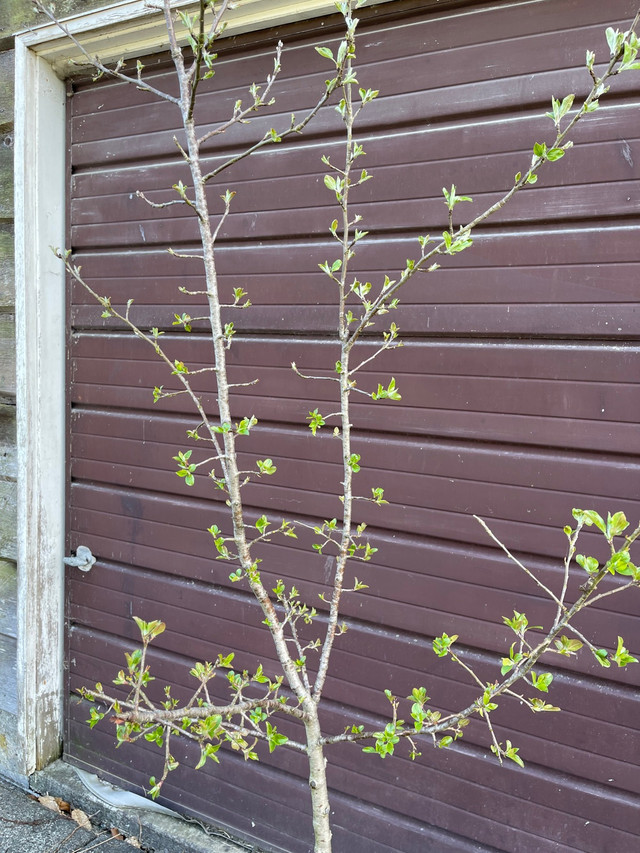 Okanagan Red Cherry Trees (Organic) in Plants, Fertilizer & Soil in Delta/Surrey/Langley - Image 3