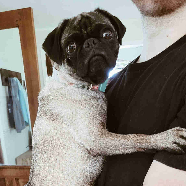 Charmante Carlin à adopter, voici Anita! Chiens et chiots à adopter Shawinigan Kijiji