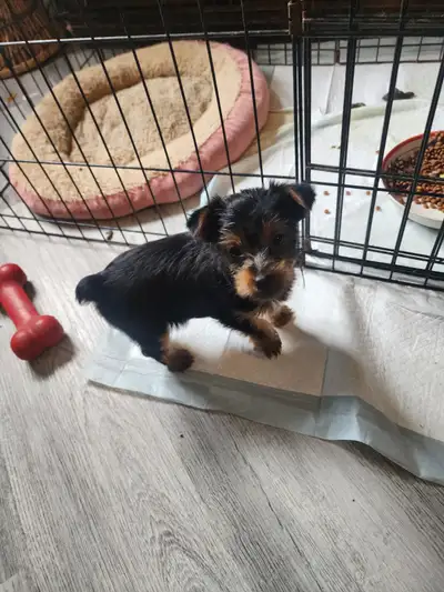 Yorkie puppies, View more