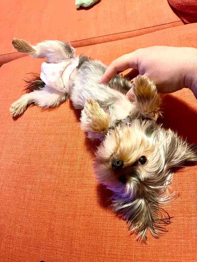 Yorkshire puppy - 6 months, Champion bloodline, peepad trained in Dogs & Puppies for Rehoming in Ottawa - Image 3