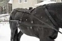Attelage complet cheval Ski-Joer